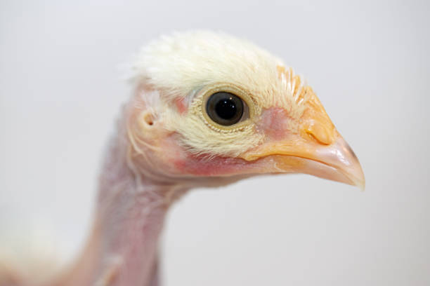 istock Naked chicken portrait 1231760392
