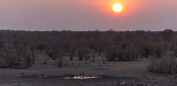 A sunset in Etosha park in Namibia