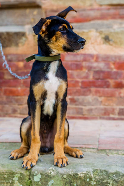 Cute clever dog at home looking outside