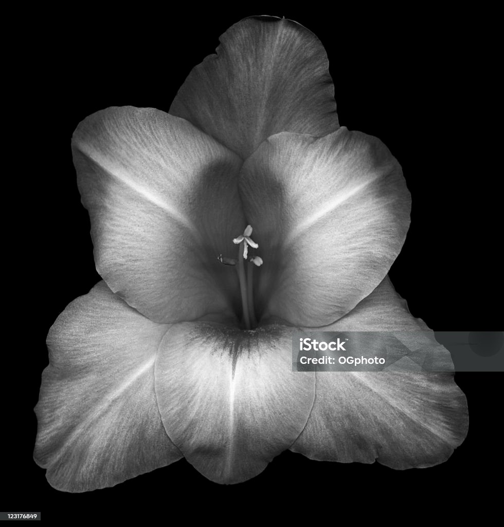 Gladiola aislado en negro - Foto de stock de Acurrucado libre de derechos