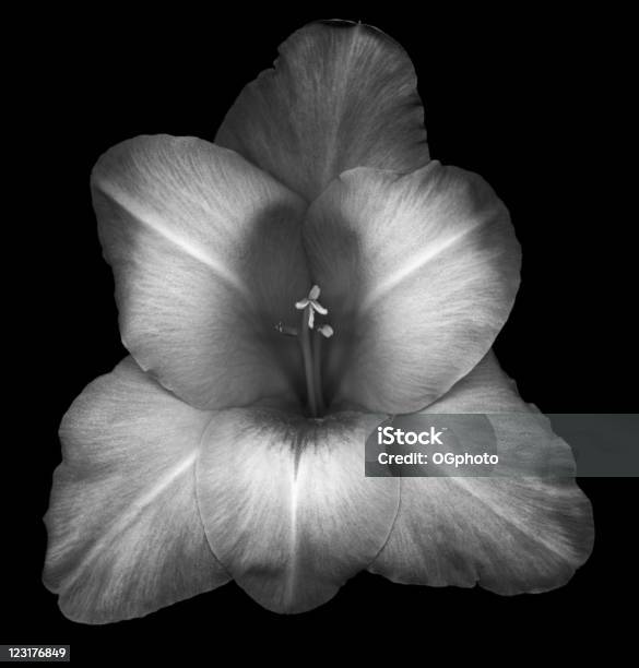 Gladiola Aislado En Negro Foto de stock y más banco de imágenes de Acurrucado - Acurrucado, Belleza de la naturaleza, Blanco y negro