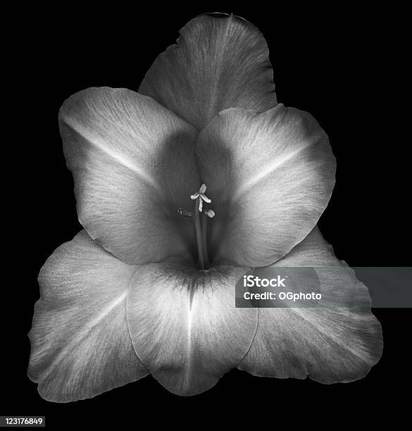 Gladiola Isolato Su Nero - Fotografie stock e altre immagini di Bellezza naturale - Bellezza naturale, Bianco e nero, Close-up