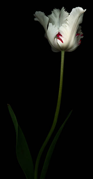istock White and Red Parrot Tulip 123176850