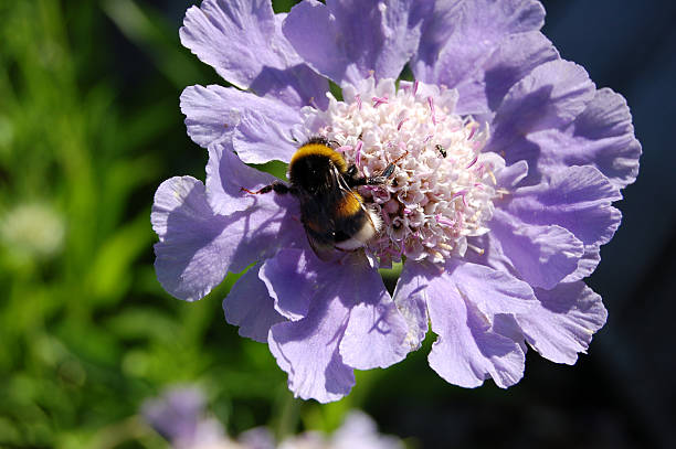 hummel auf eine blume - vestigial wing stock-fotos und bilder