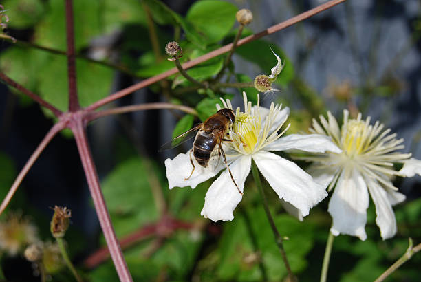 Close up. Clematis Summer Snow,paul farges, and a bee.