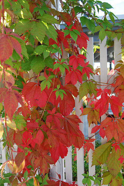 istock Autumn leaves on a white picket fence 123177209