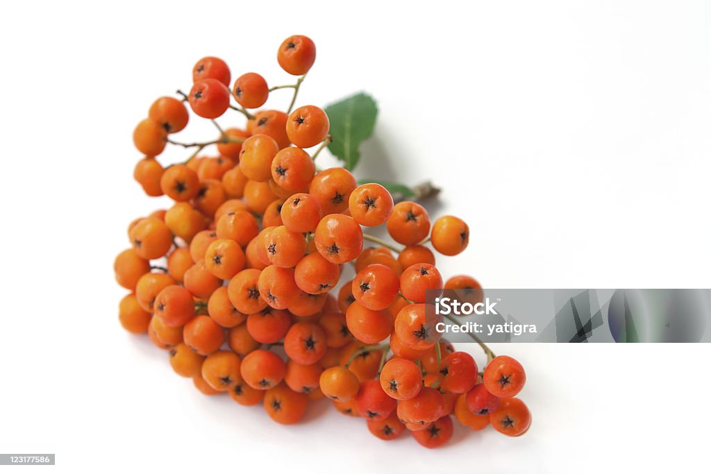 rowan bunch кowan isolated on a white background Beauty In Nature Stock Photo