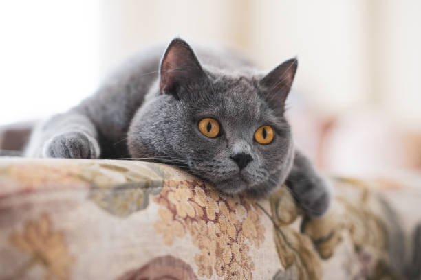 istock British shorthair cat on couch 1231779561