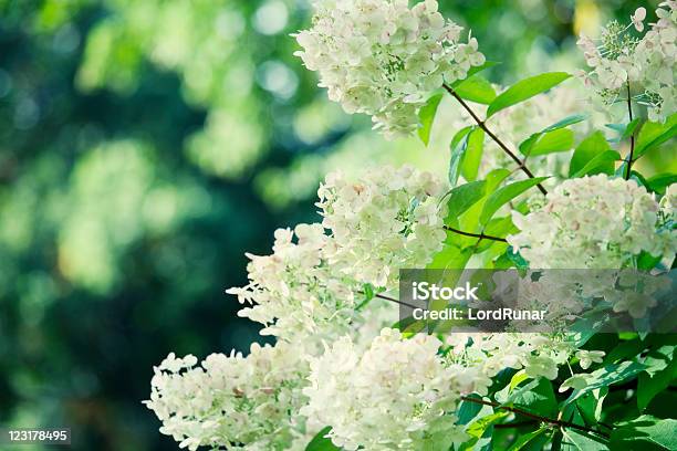 Hydrangea Bush Stock Photo - Download Image Now - Hydrangea, White Color, Beauty In Nature