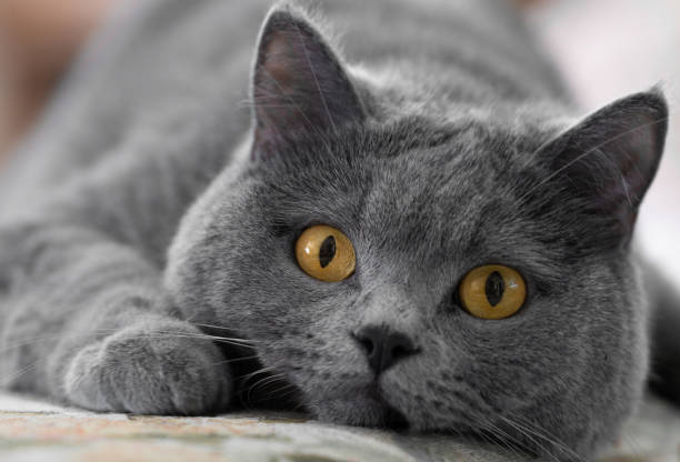 istock British shorthair cat on couch 1231788413