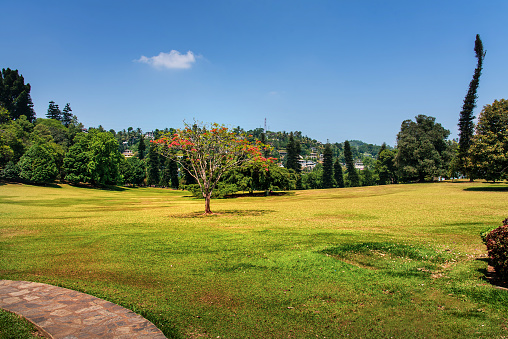 Scenic Royal Botanical Gardens in Kandy Sri Lanka. Asian tropical landscape travel scenery