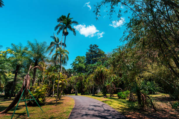 Scenic Royal Botanical Gardens in Kandy Sri Lanka. Asian tropical landscape travel scenery