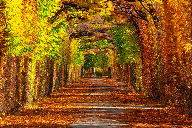 Empty road in autumn Park