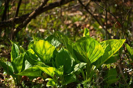 A cluster of skunk cabbage growiing in a northeast Ohio woods at the beginning of spring