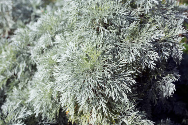 istock A Shrubby absinthe plant found in Sardinia 1231834677