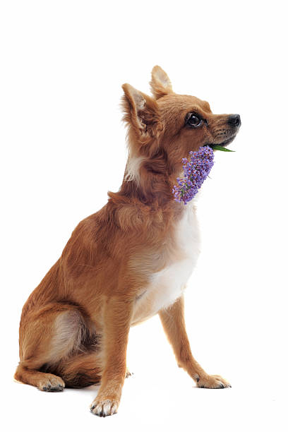istock chihuahua and flower 123183610