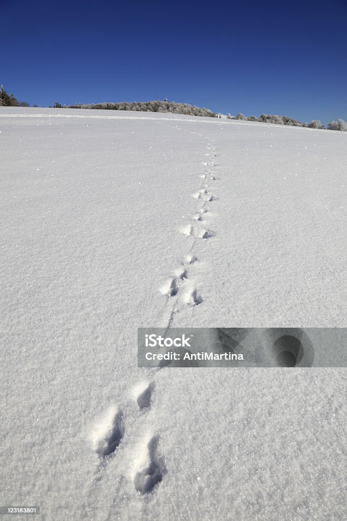 trace z królika w śniegu - Zbiór zdjęć royalty-free (Bez ludzi)