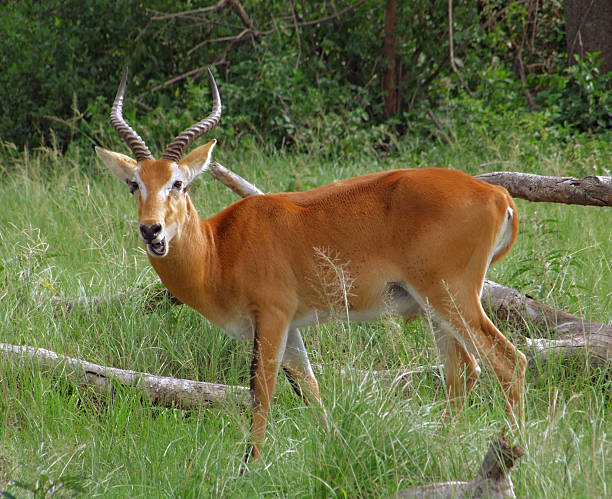 Uganda Kob in grassy ambiance