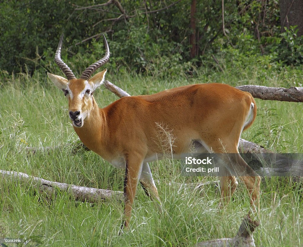 Uganda Kob in grassy ambiance sideways shot of a Uganda Kob surrounded by green vegetation in Uganda (Africa) Africa Stock Photo