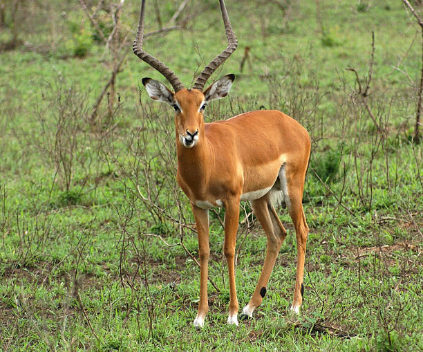 istock Impala in shrubby ambiance 123183920