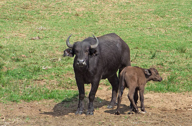 African Buffalos in sunny ambiance
