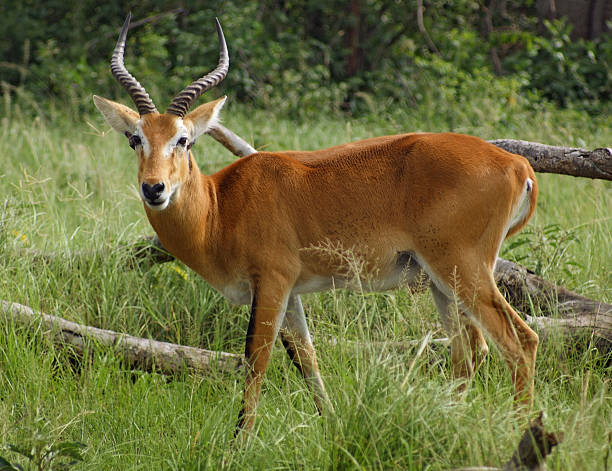 istock Uganda Kob in grassy ambiance 123183933