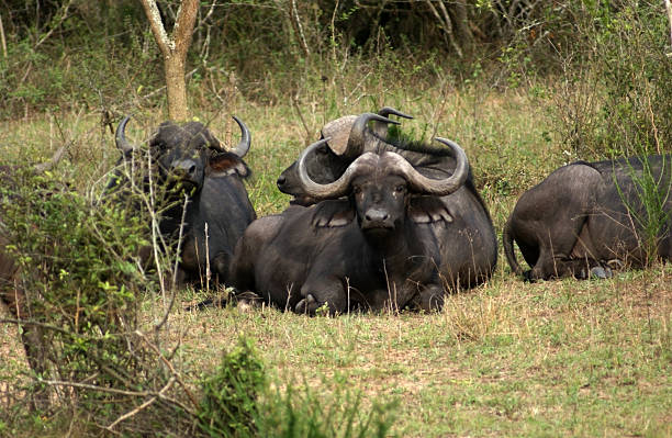 istock African Buffalos resting on the ground 123183938