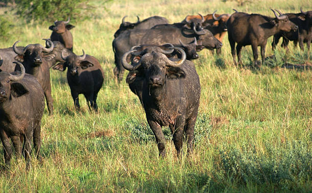 istock African Buffalos in sunny ambiance 123183946