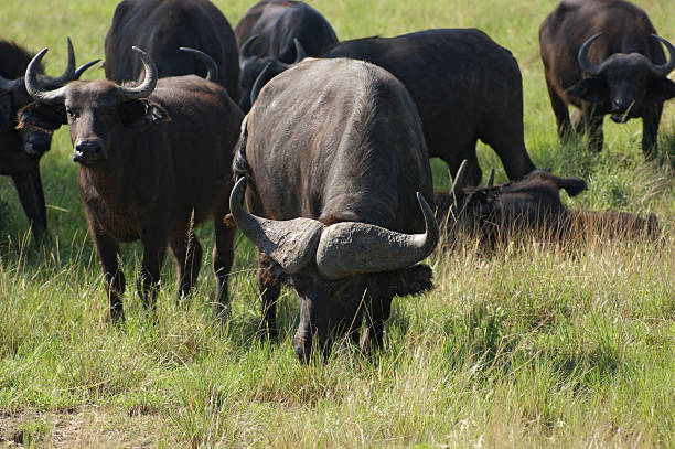 istock African Buffalos grazing in Uganda 123183949