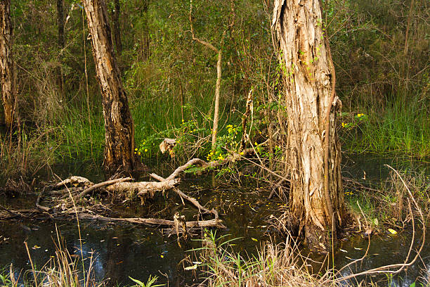Grove of melaleuca trees {paper barks} let to grow. As smaller plants often gathered for medicinal purposes. These have been “let go”.