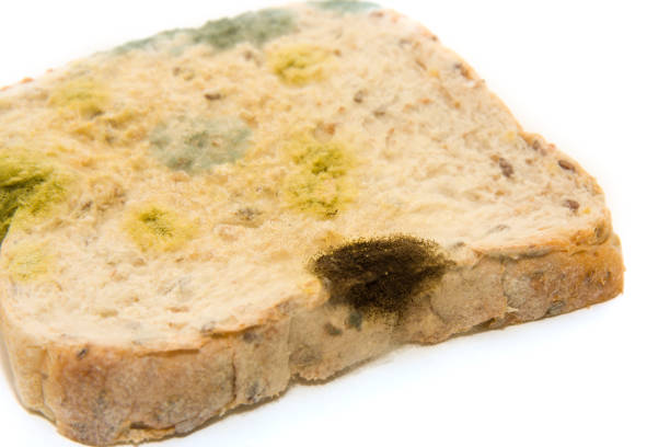 istock Mouldy slice of multi grain bread on white background 123184378