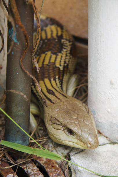 Eastern Blue-Tongued Lizard on a drain grate.