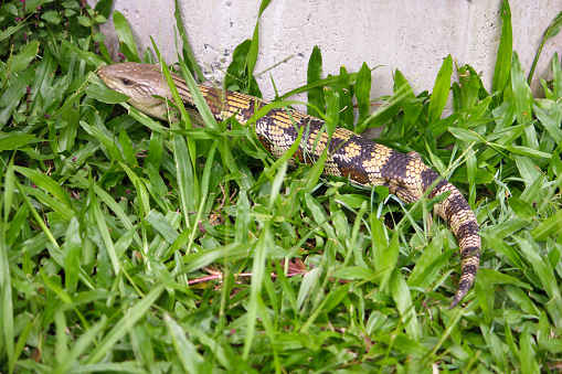 Natrix natrix, snake in the forest close-up portrait. Animals in the wild