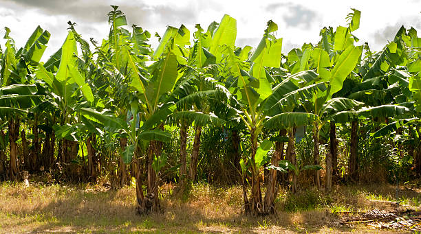 banana granja en north queensland, australia - banana plantation green tree fotografías e imágenes de stock