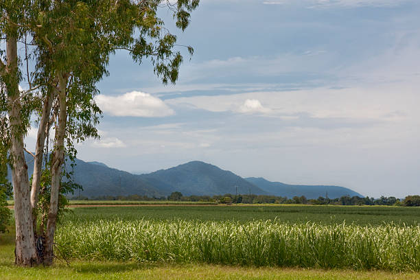 Sugar cane field near Mackay, Queensland, Australia