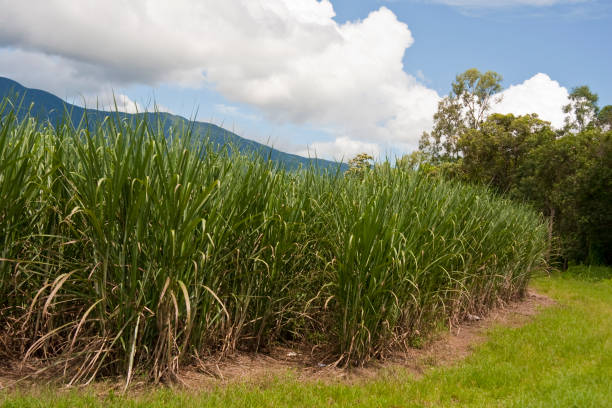 istock Sugar Cane Plants and trees in front of green hills. 123185305