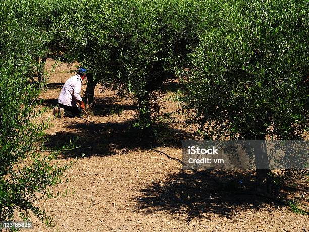 Alberi Di Ulivo - Fotografie stock e altre immagini di Adulto - Adulto, Agricoltore, Agricoltura