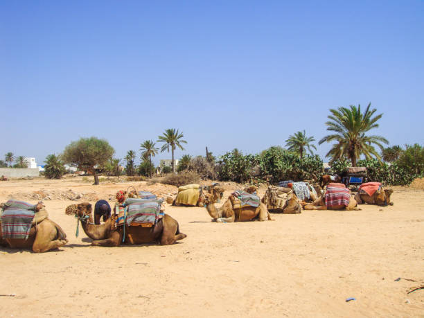 La Goulette, Tunisia - April 21, 2014: Tunisian man standing by a camel waiting for tourists near the dock in La Goulette. 