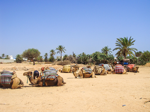 In July 2009, Camels are waiting for tourists to take a ride on Djerba island, Tunisia