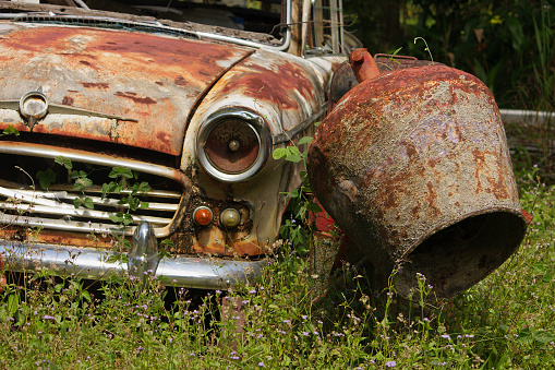 An old rusty car wreck being reclaimed by nature, overgrown with plants and weeds, in the forest.