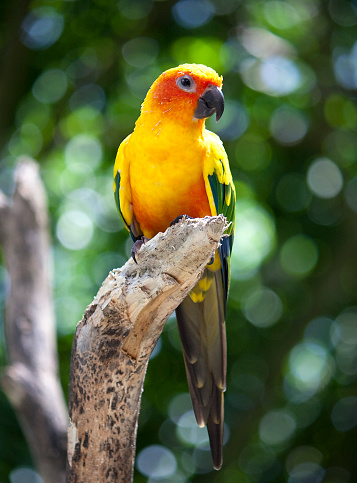 Blue and yellow macaw (Ara ararauna) sitting on a tree branch in a humid bird sanctuary