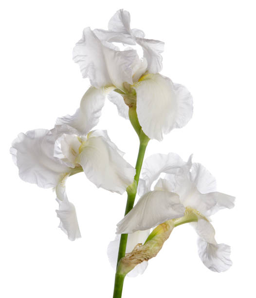istock Three iris flower heads on green vertical stem isolated on white background 1231863514