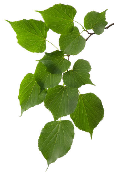istock Linden tree branch with green fresh leaves isolated on white background 1231863515