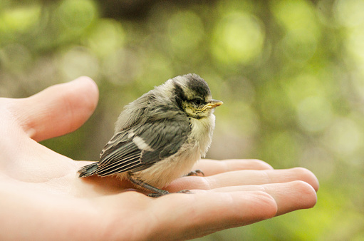 Bird tit chick sits on human hand palm on blurred natural background