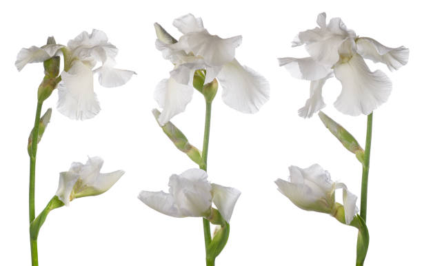 istock Iris flower head on stem set isolated on white background 1231864024