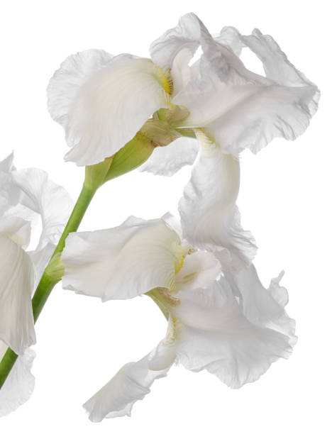 istock White iris flower head on stem isolated on white background 1231864191