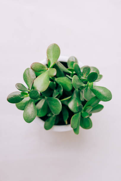 istock Background with a single Succulent in a white ceramic planter with a bohemian feel and copy space for text 1231868661