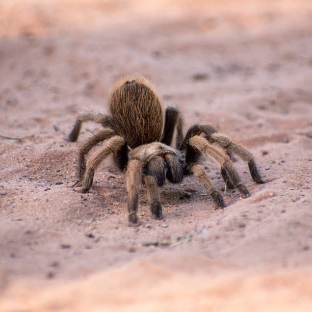 Desert tarantula A small tarantula in the desert sand arachnology stock pictures, royalty-free photos & images