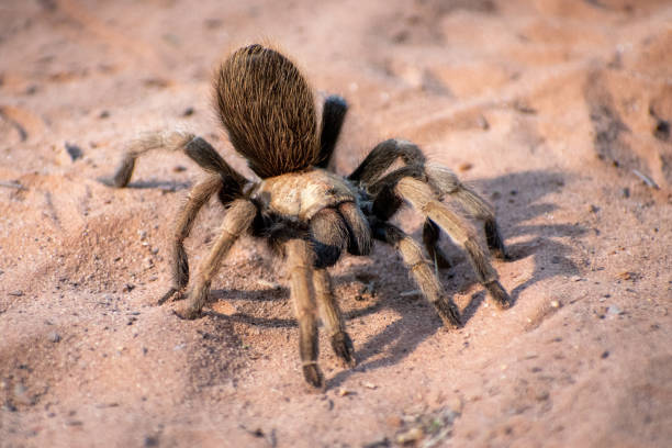 Desert tarantula A small tarantula in the sand camel colored stock pictures, royalty-free photos & images