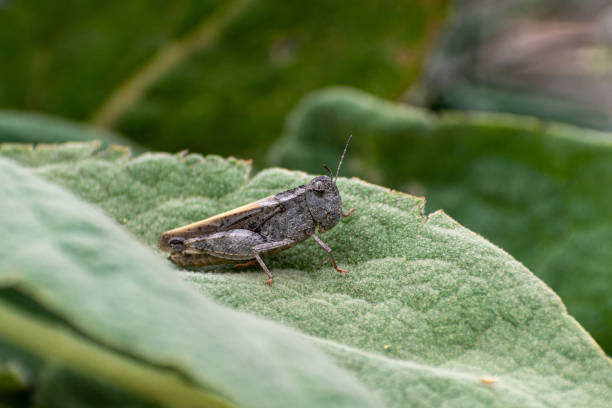 Grasshopper profile stock photo